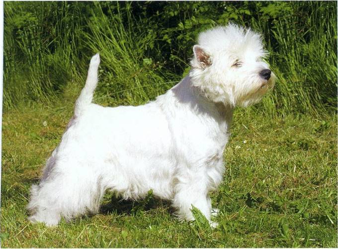 West high land white terrier