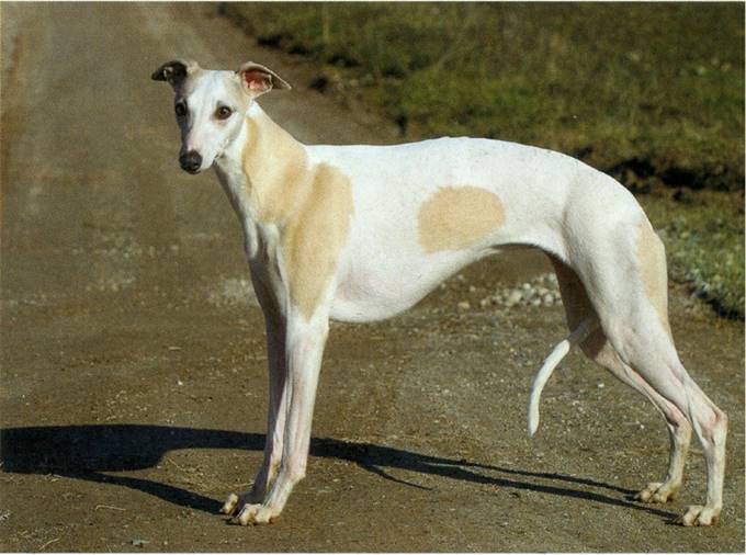 Whippet