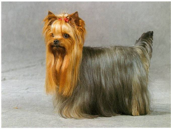 Yorkshire terrier