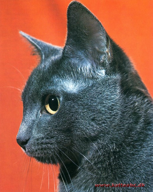 Chartreux