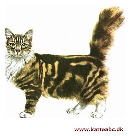 Maine coon kat