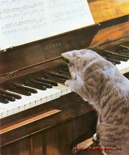 Musikken og katten