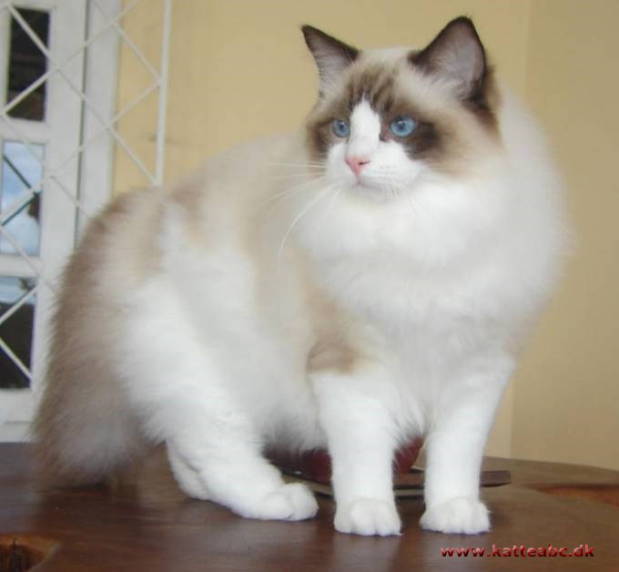 Ragdoll