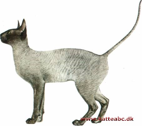 Rexkat - Cornish rex