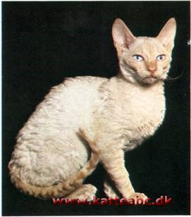 Rexkat - Cornish rex