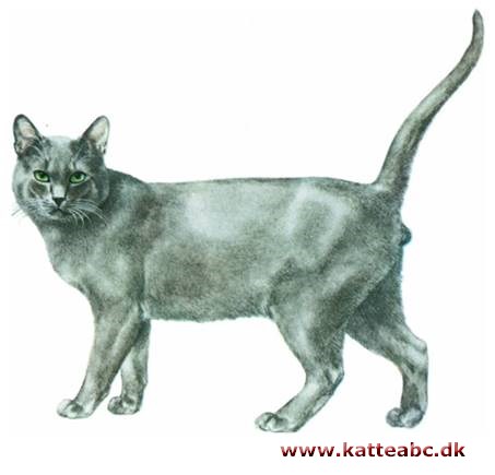 Russian blue