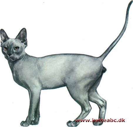 Sphynx