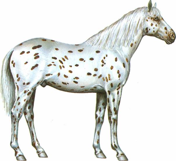 Appaloosa varmblod