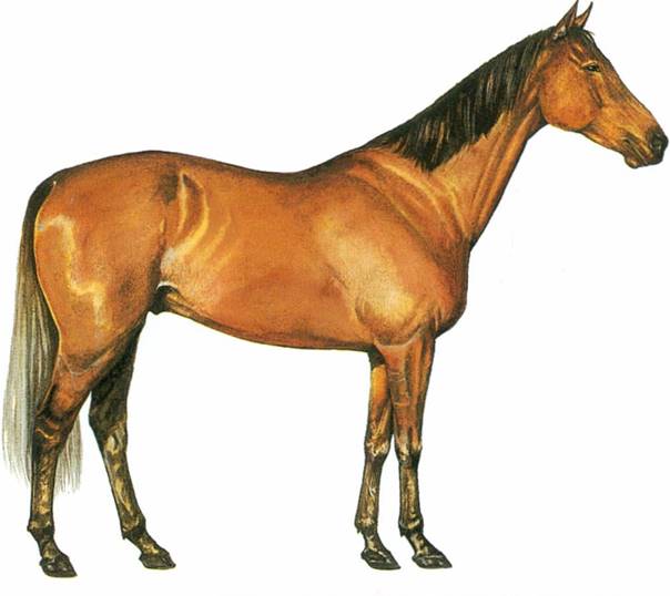 Australian stock horse