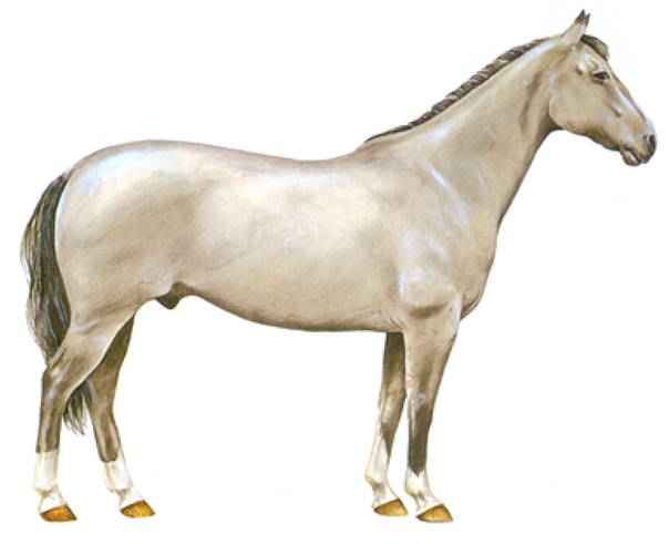 Canadian cutting horse