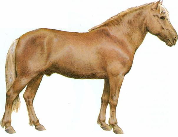 Finsk hest