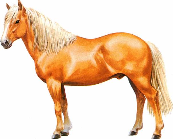 Haflinger