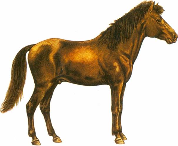 Java pony