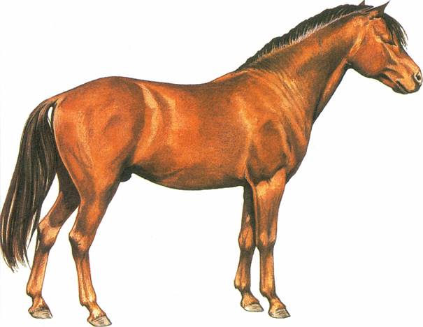 Kaspisk pony