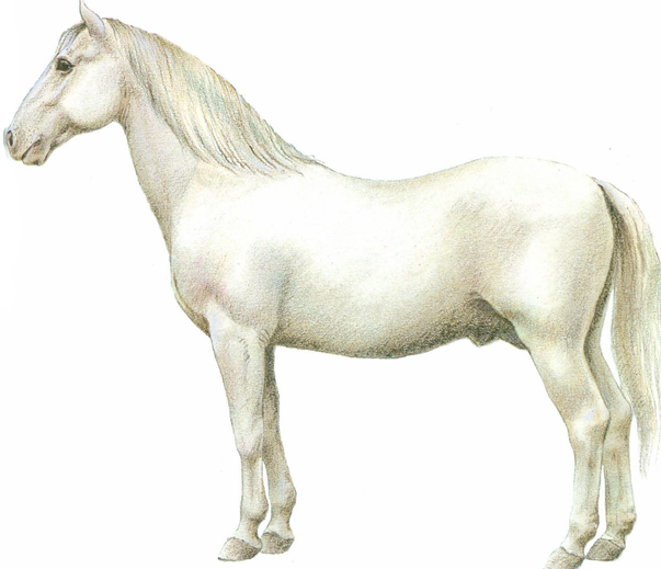 Lipizzaner