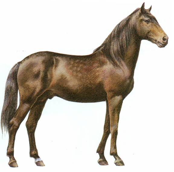 Lusitano