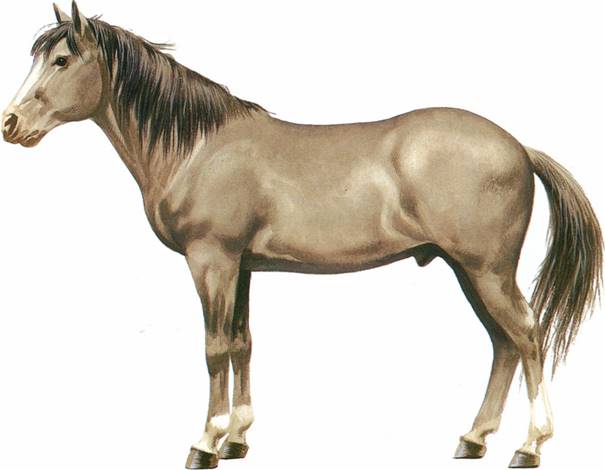 Mustang varmblod