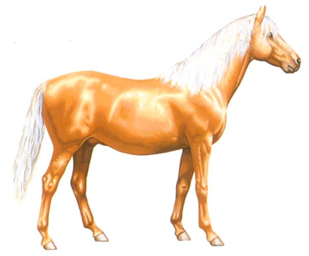 Palomino