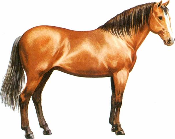 Paso Fino