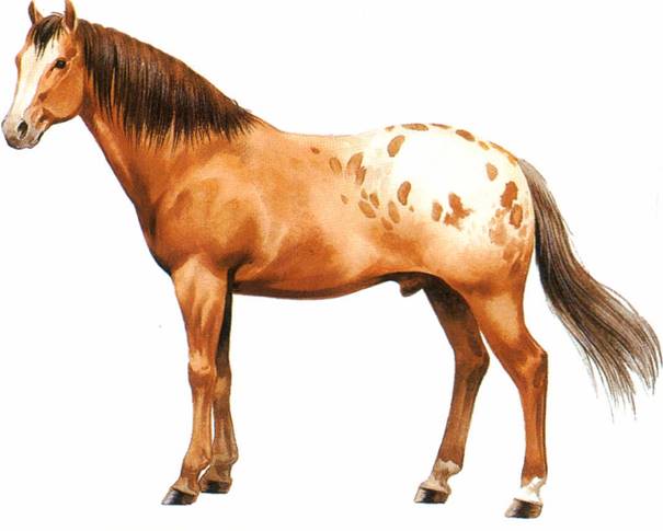 Pony of the Americas