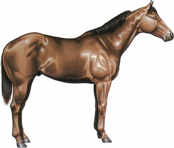 Quarter horse