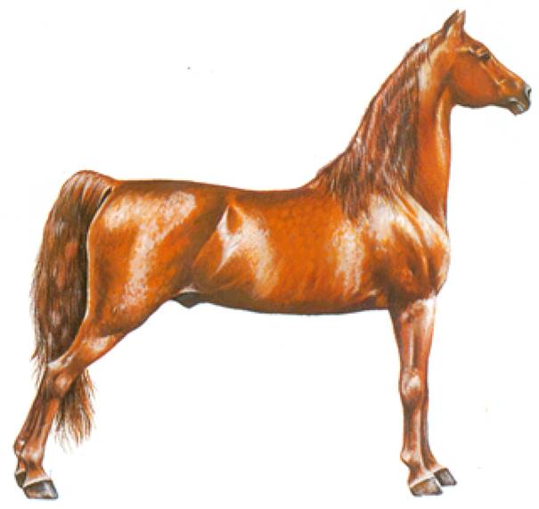 Saddlebred