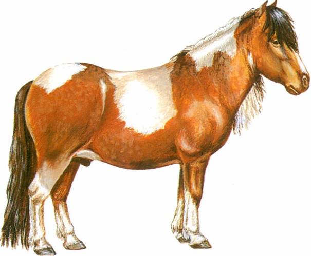 Shetlands pony