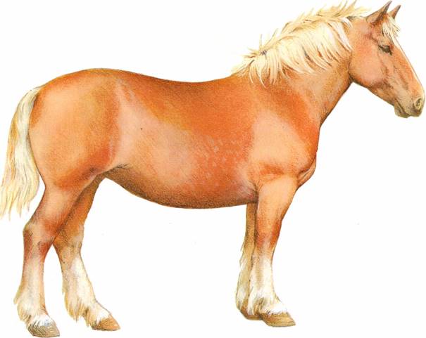 Slesvigsk hest