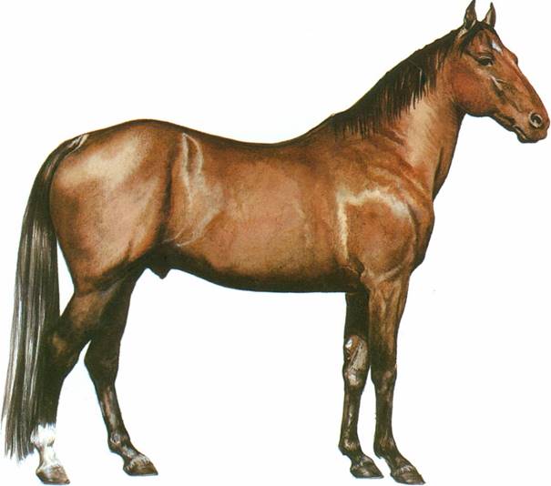 Standardbred