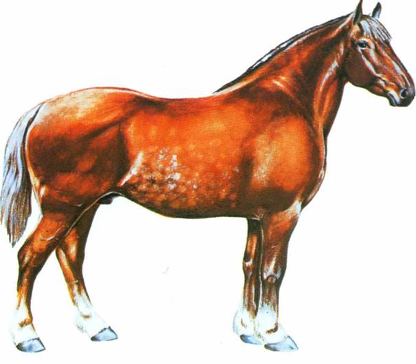 Suffolk Punch