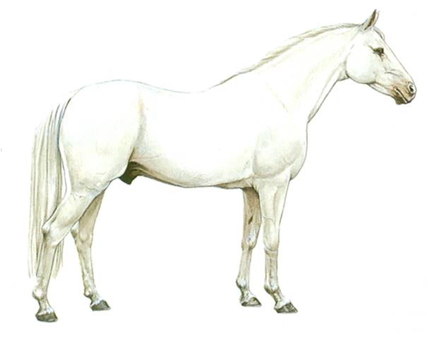 Tersk-hest