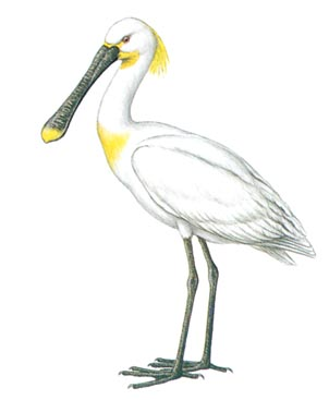 Skestork