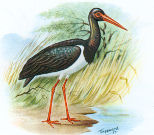 Sort stork